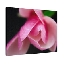 Load image into Gallery viewer, Young Rose, Canvas, Stretched
