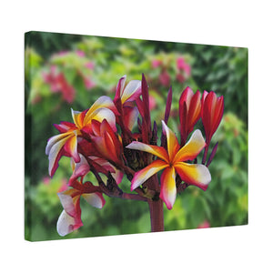 Red Frangipani, Matte Canvas, Stretched